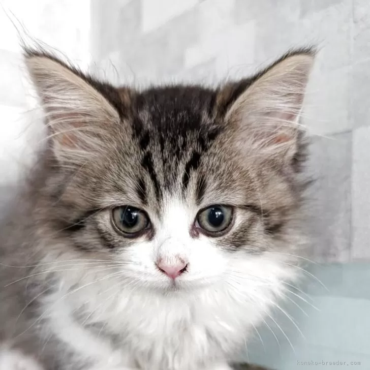 ID:2506-00937の子猫