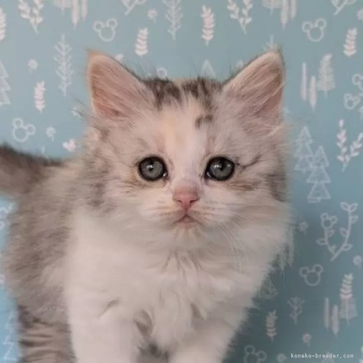 ID:2501-00220の子猫