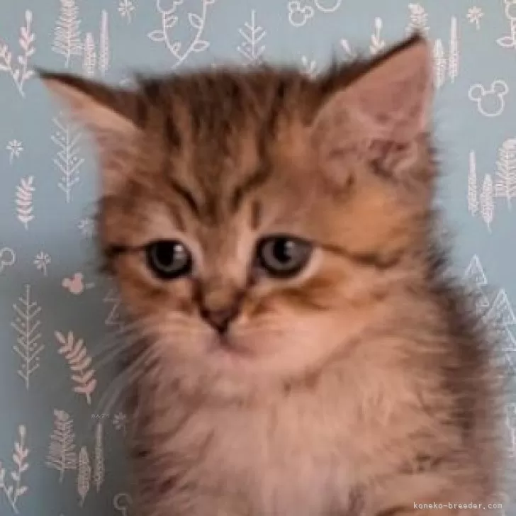 K.A 様のお迎えした子猫