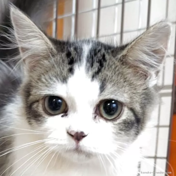 ID：2507-02051の子猫