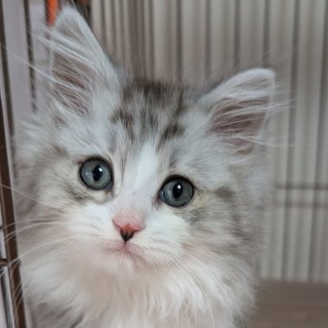 マンチカン【福島県・男の子・2024年11月8日・シルバータビー（もこふわロング）】の写真「もこふわロングのイケメン君♪」