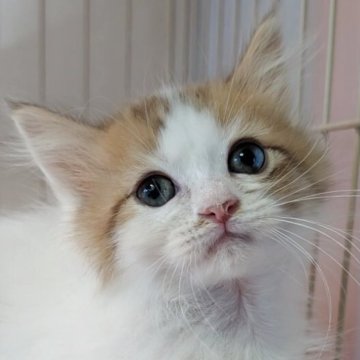 ミヌエット(短足)【福島県・男の子・2025年8月31日・ブラウン&ホワイト（ふわふわロング）】の写真「ふわふわロングのかわいい系男子」