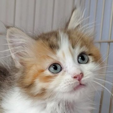 ミヌエット(短足)【福島県・女の子・2025年8月31日・キャリコ（ふわふわロング）】の写真「ふわふわロングのかわいい系男子」