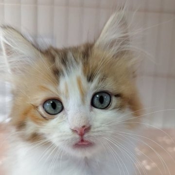 ミヌエット(短足)【福島県・女の子・2025年8月31日・キャリコ（ふわふわロング）】の写真「ふわふわロングのかわいい系男子」