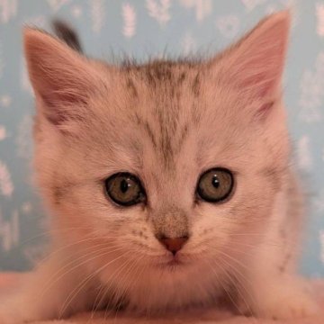 マンチカン【福島県・男の子・2025年1月22日・シルバータビー（短毛）】の写真「おめめクリクリイケメン」