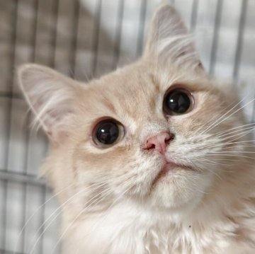 ミヌエット(長足)【福島県・女の子・2025年4月4日・ブルータビー（ふわふわセミロング）】の写真「ふわふわ毛質でかわいい系の女の子♪」