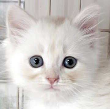 マンチカン(長足)【福島県・男の子・2025年9月2日・カメオタビー（セミロング）】の写真「ふわふわセミロングのかわいい系男子」