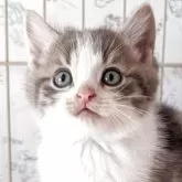 マンチカン(長足)