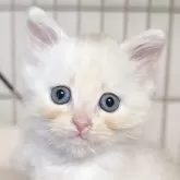 マンチカン(長足)