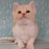 ミヌエット(長足)【福島県・男の子・2024年11月7日・レッドタビー&ホワイト】の写真2