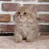 ミヌエット(長足)【福島県・女の子・2025年4月4日・ブルータビー】の写真2