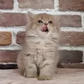 ミヌエット(長足)【福島県・女の子・2025年4月4日・ブルータビー】の写真5