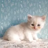 マンチカン(長足)【福島県・男の子・2025年9月2日・カメオタビー】の写真5