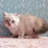 マンチカン(短足)【福島県・男の子・2025年11月9日・シールポイント】の写真5