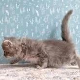 サイベリアン【福島県・女の子・2025年8月23日・ブルータビー】の写真7