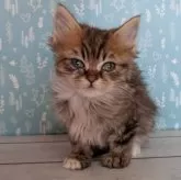 ミヌエット(長足)【福島県・男の子・2024年11月7日・ブラウンタビー】の写真8