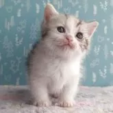 マンチカン(短足)【福島県・女の子・2026年1月20日・キャリコ】の写真7