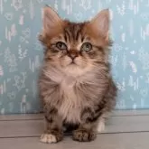 ミヌエット(長足)【福島県・男の子・2024年11月7日・ブラウンタビー】の写真9