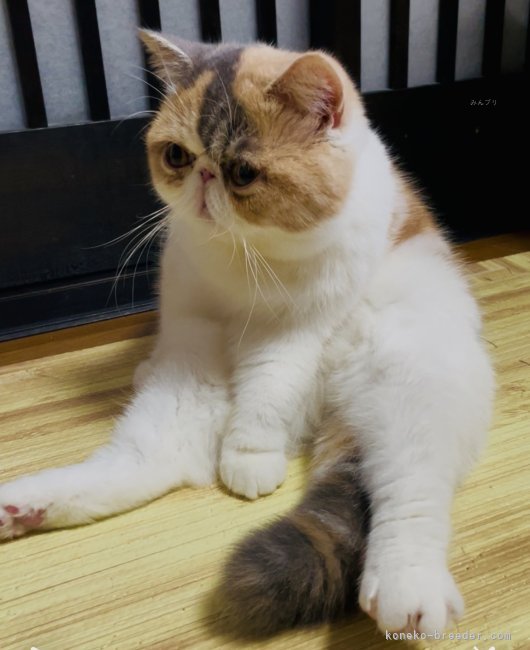 佐々木　理絵(ささき　りえ)ブリーダー(京都府・エキゾチックショートヘア・JABC登録)の紹介写真2