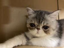 エキゾチックショートヘア【・女の子・2021年9月20日・ブルータビ&ホワイト】「子猫の時の写真です。」