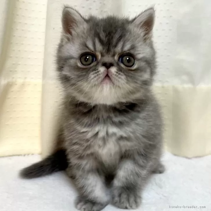 ID：2504-03122の子猫