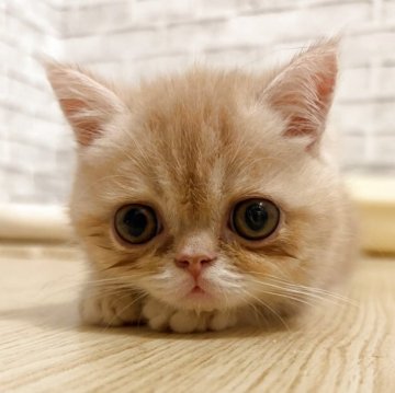 エキゾチックショートヘア【京都府・男の子・2026年6月6日・クリームタビー】の写真「【動画あり】大きいおめめ、小さめ男の子はどうですか」