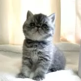 エキゾチックショートヘア【京都府・男の子・2025年3月19日・ブルータビー】の写真4