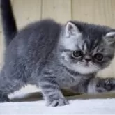 エキゾチックショートヘア【京都府・男の子・2025年3月19日・ブルータビー】の写真5