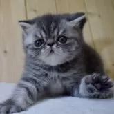 エキゾチックショートヘア【京都府・男の子・2025年3月19日・ブルータビー】の写真7