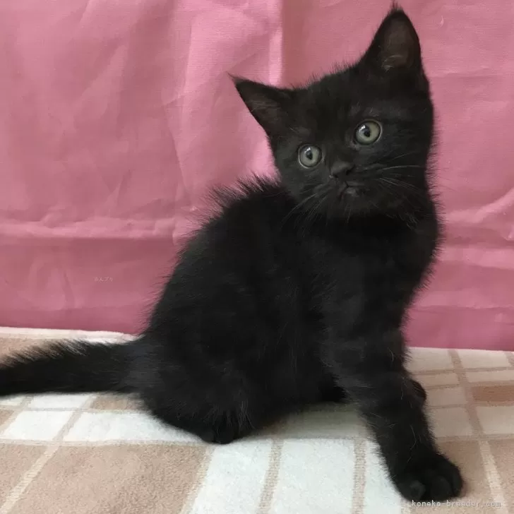 ID：2405-03053の子猫
