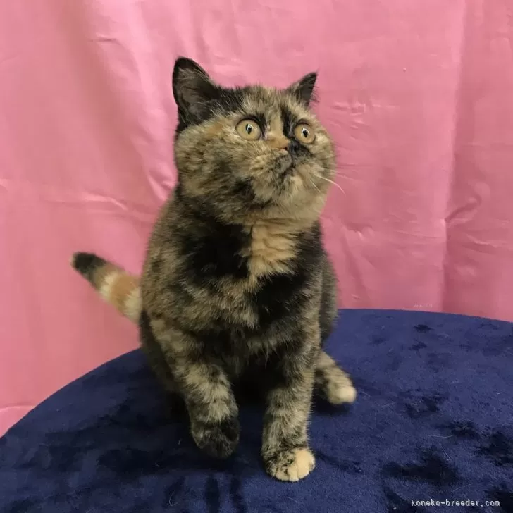 ID:2404-00680の子猫