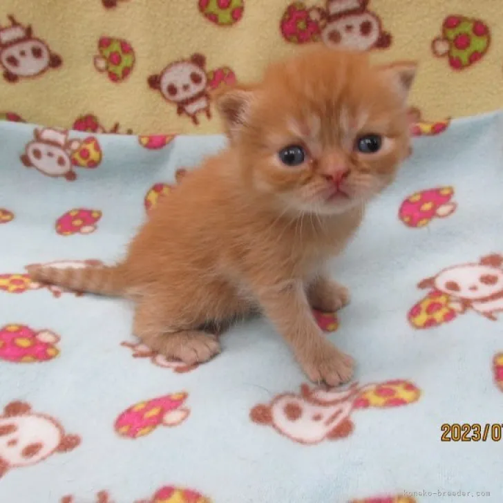 ID:2307-00116の子猫