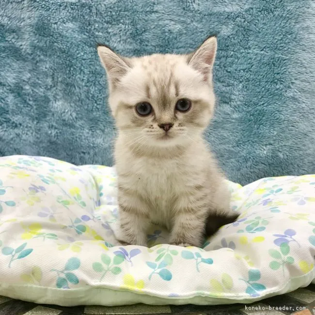 ID：2206-01502の子猫