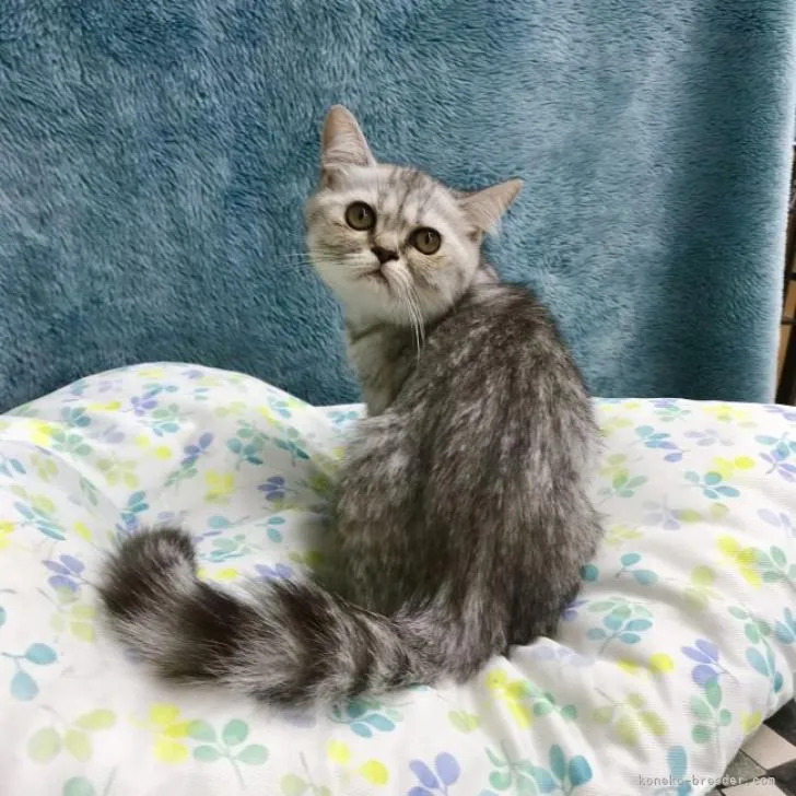 ID:2208-02265の子猫