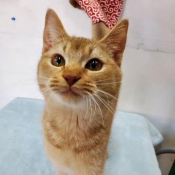 ミックス(オシキャット✖️足長マンチカン)【茨城県・男の子・2022年8月3日・レッド（短毛）】の写真「甘えん坊の男の子です♪」
