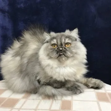 ネコ カワチ のびねこ レインボー KWC409740｜スーパースポーツゼビオ