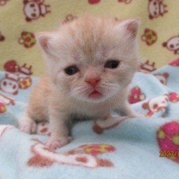 エキゾチック×ブリティッシュのハーフです【茨城県・男の子・2023年6月13日・レッドタビー】の写真「元気いっぱいの男の子です」