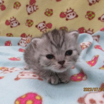 エキゾチック×ブリティッシュのハーフです【茨城県・男の子・2023年6月13日・シルバータビー（短毛）】の写真「おっとり慎重な男の子です」