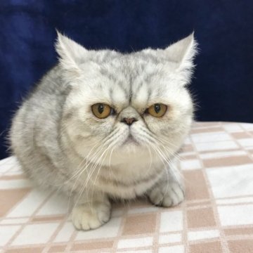 エキゾチックショートヘア【茨城県・女の子・2022年8月6日・シルバータビー（短毛）】の写真「おっとりマイペースな女の子です」