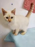 ミックス(オシキャット✖️足長マンチカン)【茨城県・女の子・2022年8月3日・クリーム系】の写真4