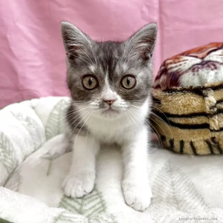 ID:2506-00229の子猫