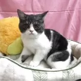 ミックス(ブリティッシュ✖️エキゾチック)