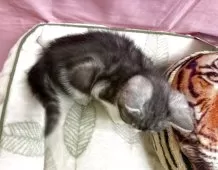 ミックス(ブリティッシュ✖️エキゾチック)【茨城県・男の子・2025年3月7日・グレーホワイト】の写真5