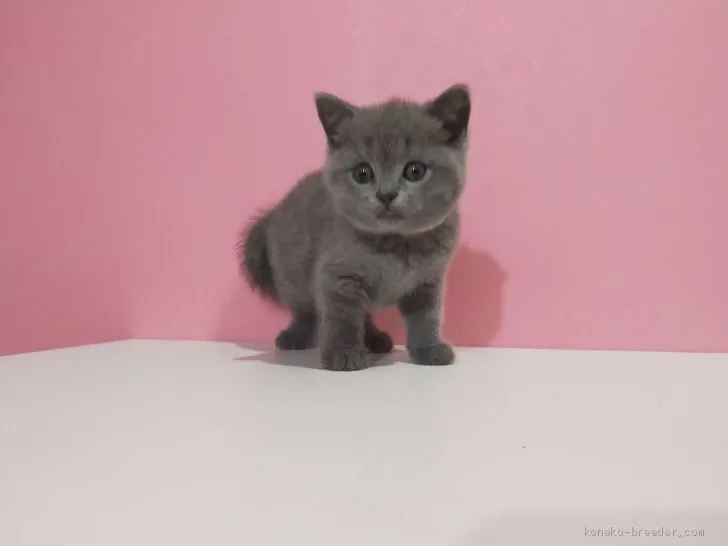 T 様のお迎えした子猫