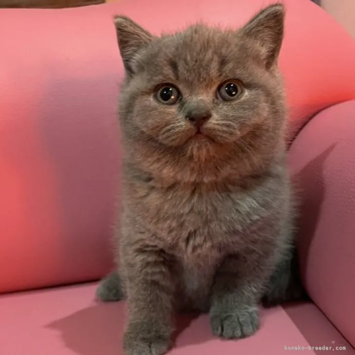 ID：2303-01844の子猫