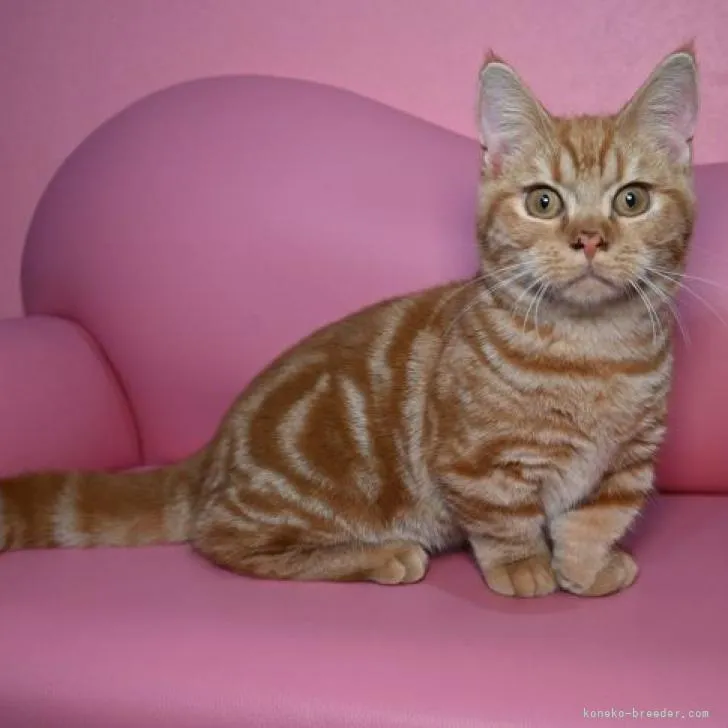 ID:2209-01531の子猫
