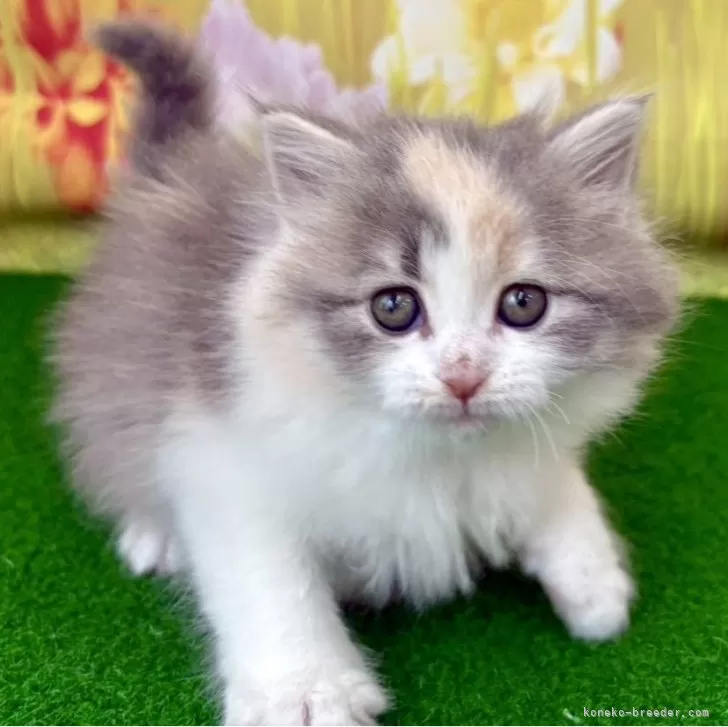 ID：2603-01323の子猫