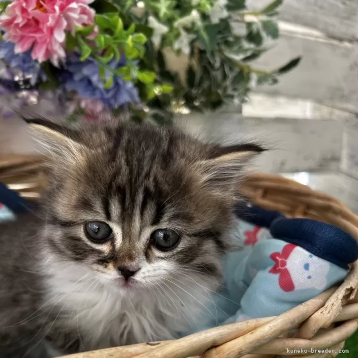 マンチカン(短足)【滋賀県・女の子・2025年2月15日・ブラウンタビー&amp;ホワイト】の写真1