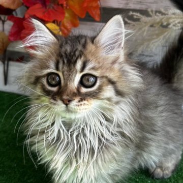 マンチカン(長足)【滋賀県・男の子・2025年8月19日・ブラウンタビー】の写真「父遺伝子検査クリアです」