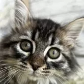 マンチカン(長足)